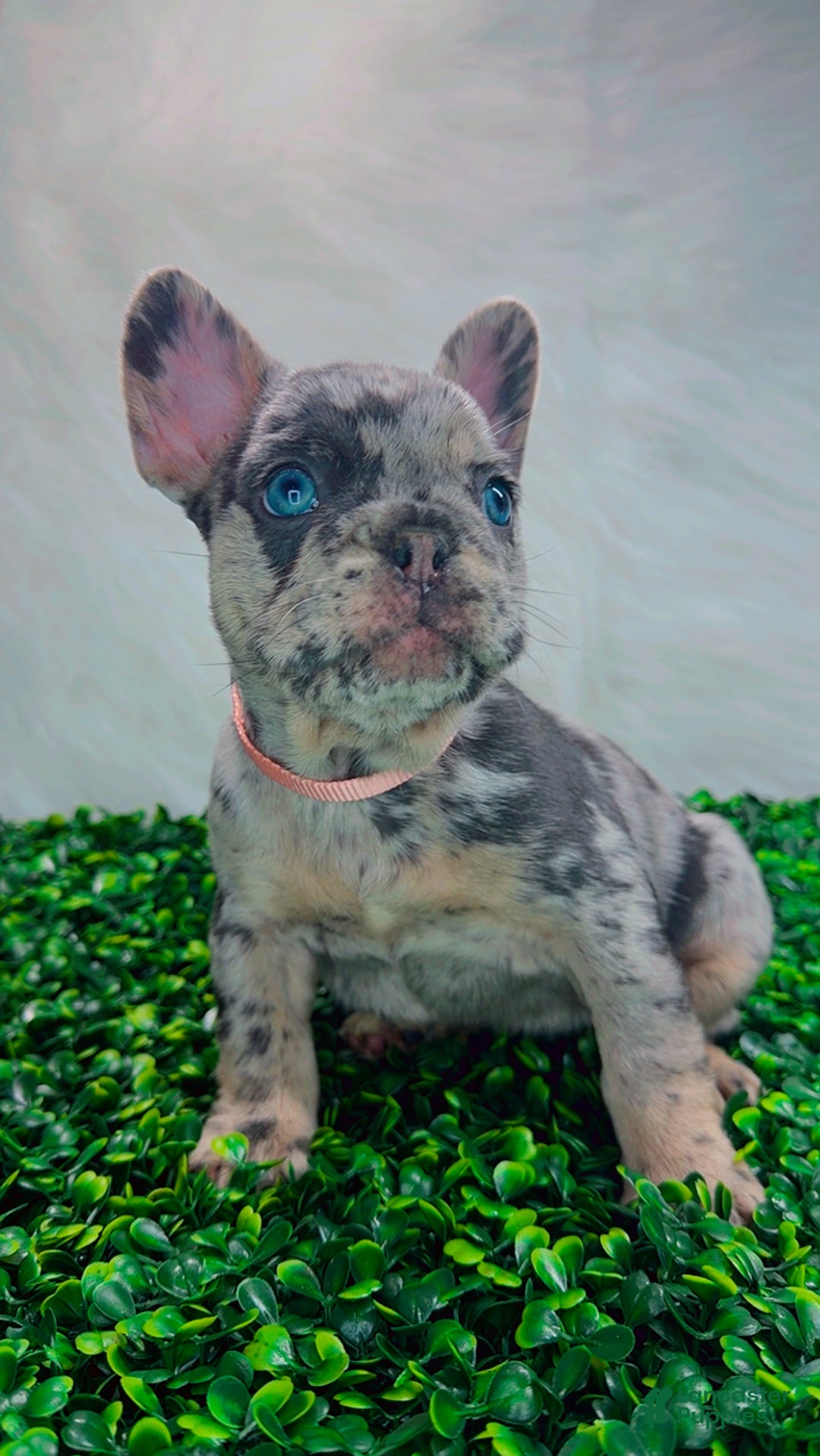 French Bulldog dogs for sale: ROSE - Ad 2
