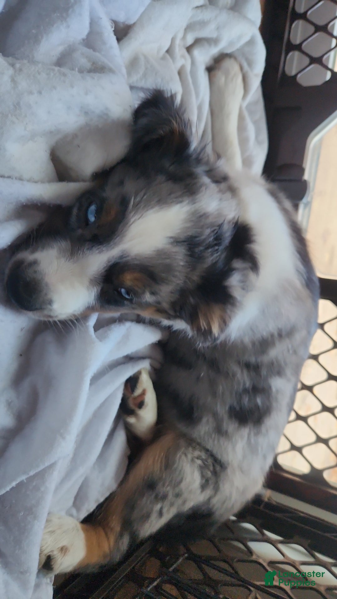 Gallery Image {{count}}