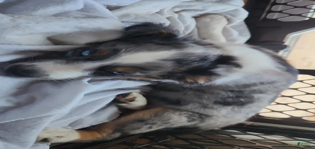 Gallery Image {{count}}