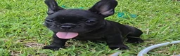 French Bulldog dogs for sale: Char Cole - Ad 2