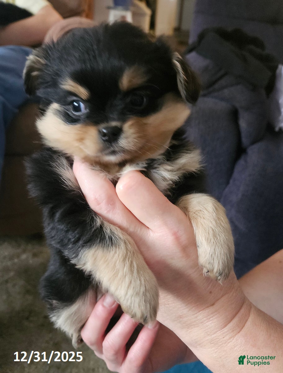 Mixed Breed dogs Lily EXTRA SMALL - Ad 1