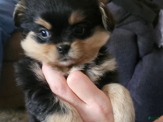 Mixed Breed dogs Lily EXTRA SMALL - Ad 1