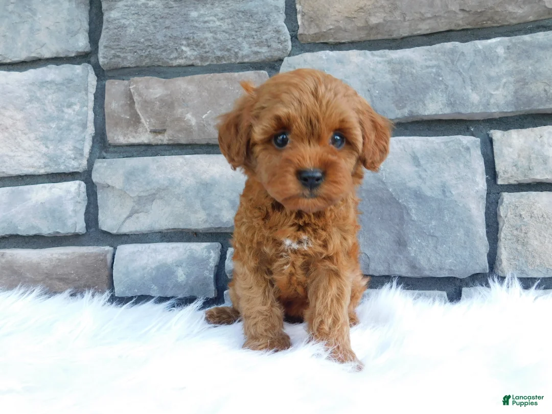 Cavapoo dogs for sale: Pippa - Ad 1