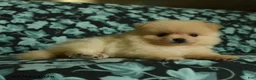 Pomeranian dogs for sale: Daffy - Ad 3