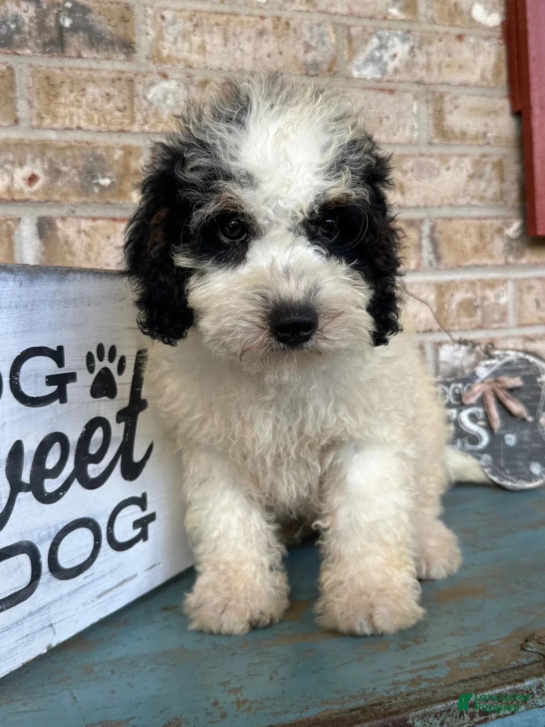 Mini Bernedoodle dogs for sale: Beau - Ad 2