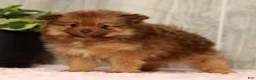 Pomeranian dogs for sale: Nutmeg - Ad 7