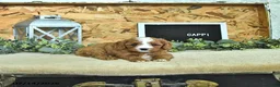 Cavapoo dogs for sale: Cappi - Ad 4
