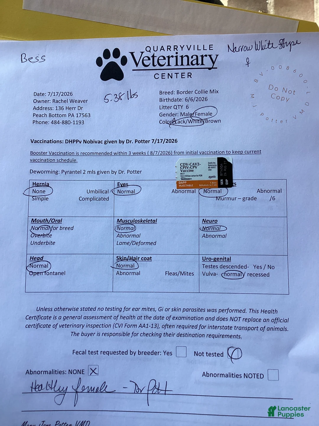 Mixed Breed dogs for sale: Bess - Ad 2