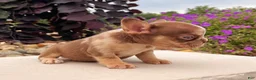 French Bulldog dogs for sale: Axel - Ad 3