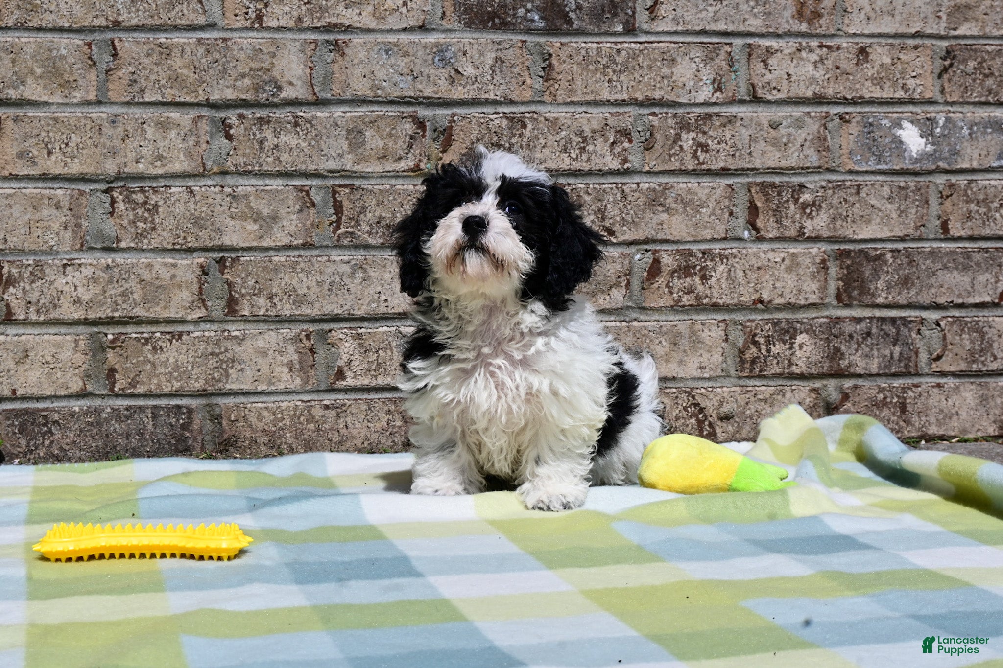 Havapoo dogs Havapoo Billy - Ad 1