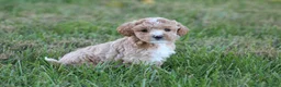 Bichpoo dogs for sale: Addie - Ad 7
