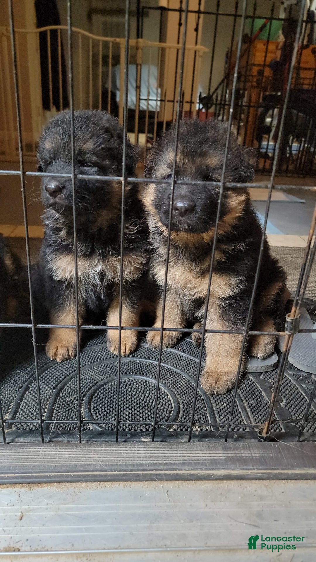 Gallery Image {{count}}