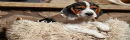 Beagle dogs for sale:  Dustin🐶 - Ad 5