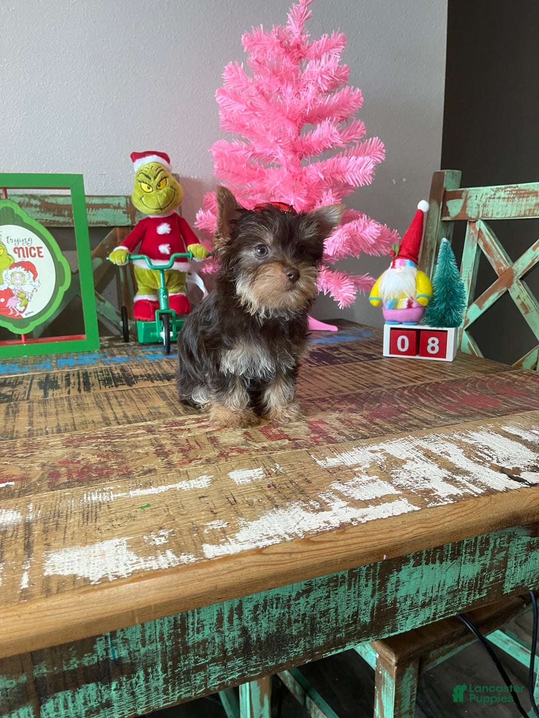 Yorkshire Terrier dogs for sale: Chocolate Yorkie Ready To Go - Ad 9