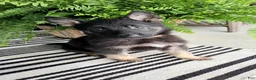 German Shepherd dogs for sale: Finn - Ad 2