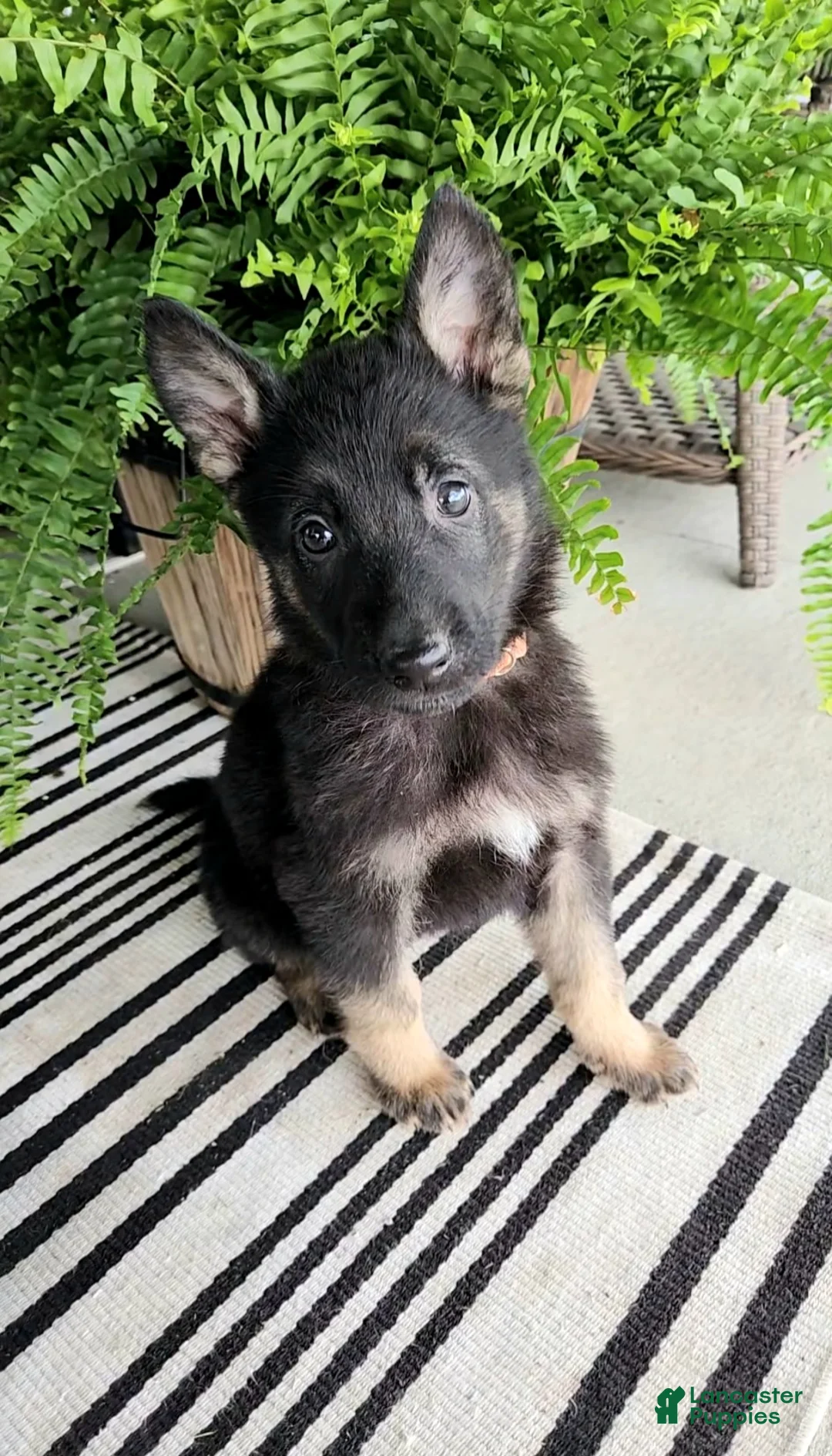 German Shepherd dogs for sale: Finn - Ad 2