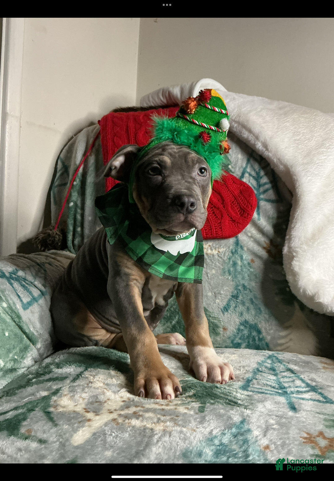 American Bully dogs for sale: Cookie Monster  - Ad 4