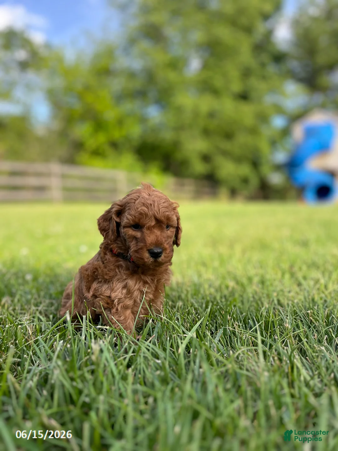 Miniature Labradoodle dogs for sale: Harper - Ad 1