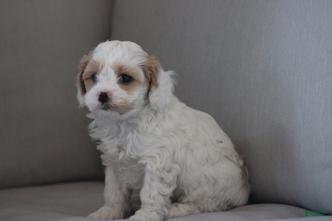 Cavapoo dogs for sale: Theo - Ad 3