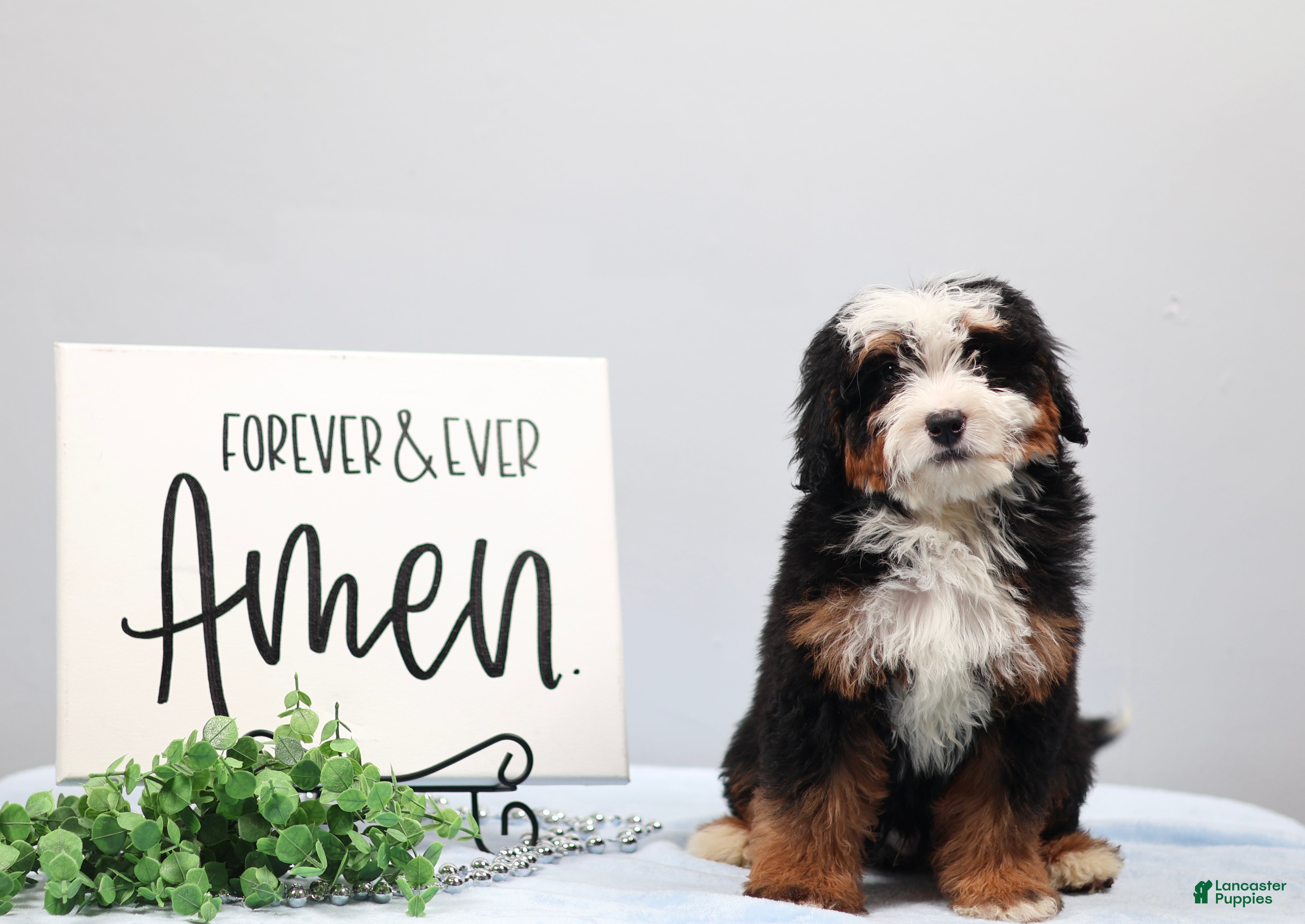Mini Bernedoodle dogs Denver - Ad 2