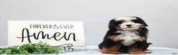 Mini Bernedoodle dogs for sale: Denver - Ad 5
