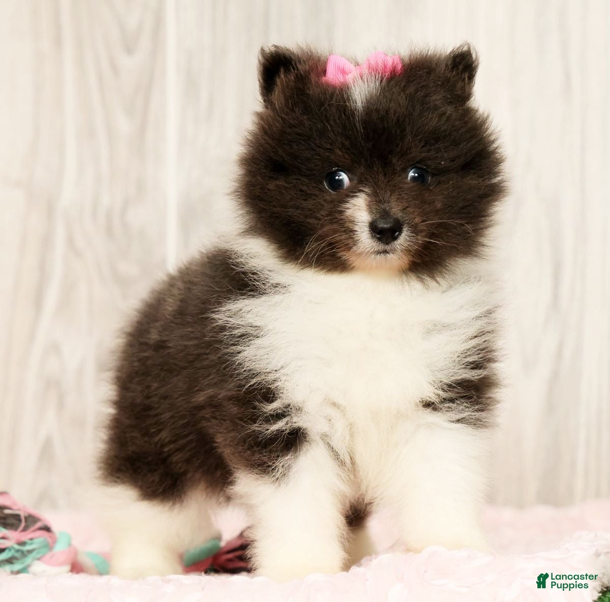 Pomeranian dogs Sapphire Princess - Ad 2
