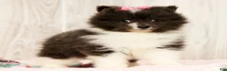 Pomeranian dogs for sale: Sapphire Princess - Ad 2