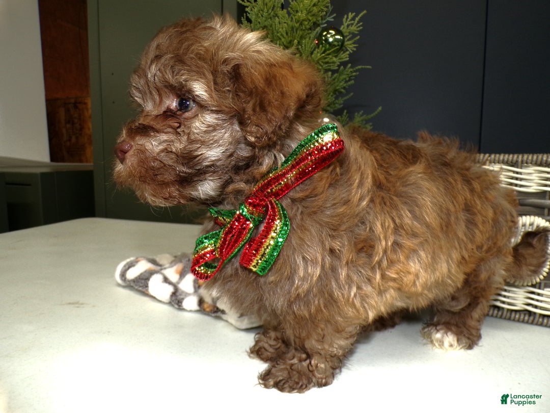 Havanese dogs for sale: Havanese Puppy 2 Cody - Ad 3