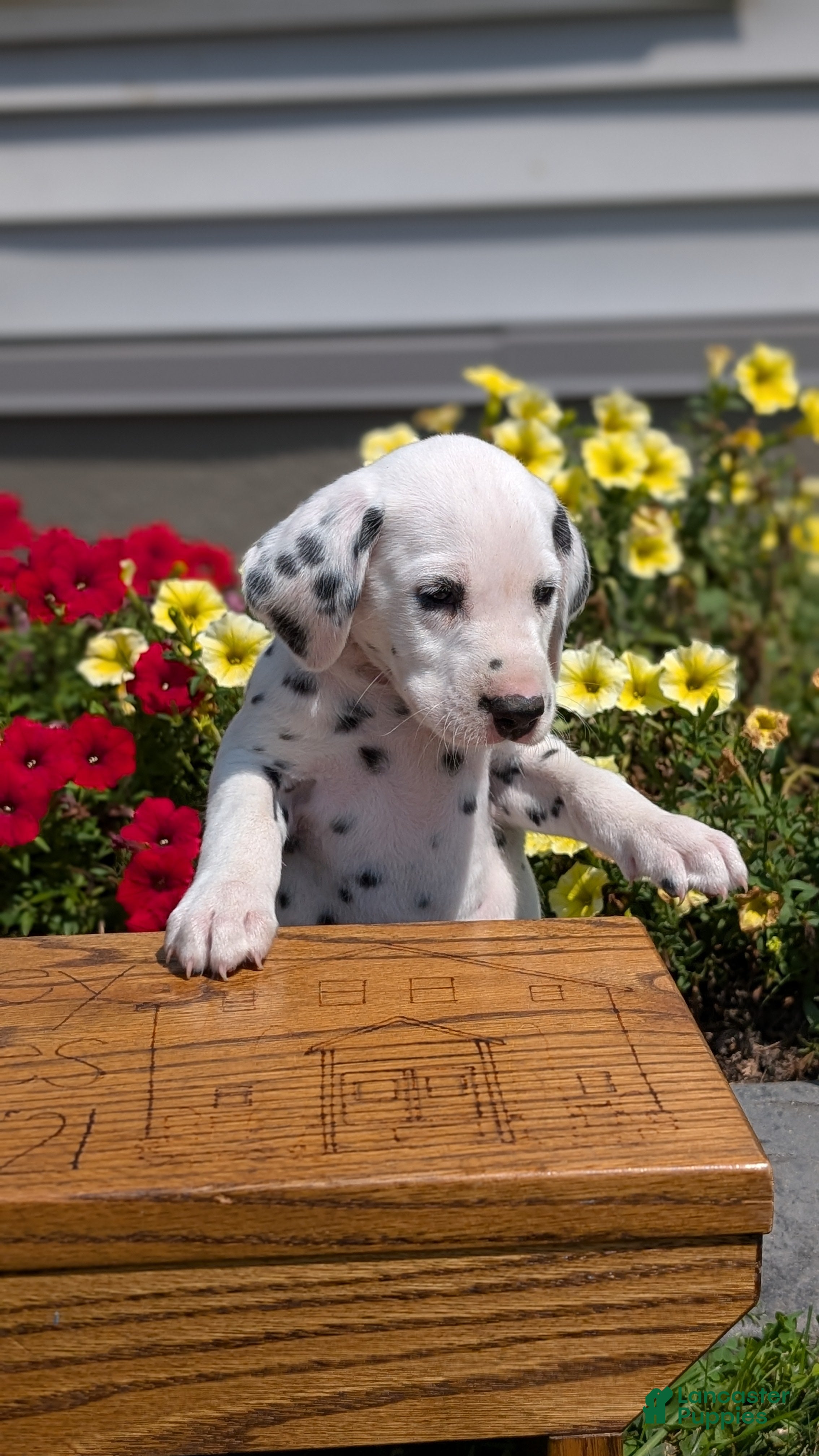 Dalmatian dogs Riley - Ad 2