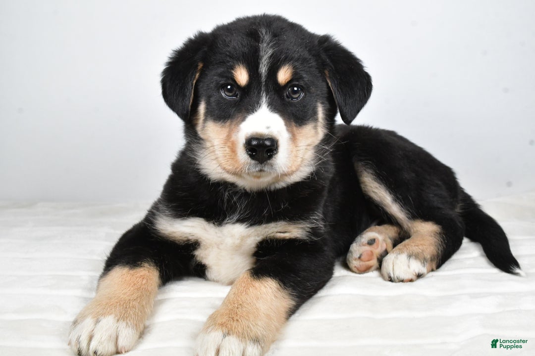 Mixed Breed dogs for sale: Sammy - Ad 5