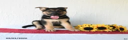 German Shepherd dogs for sale: Tamaiah - Ad 3