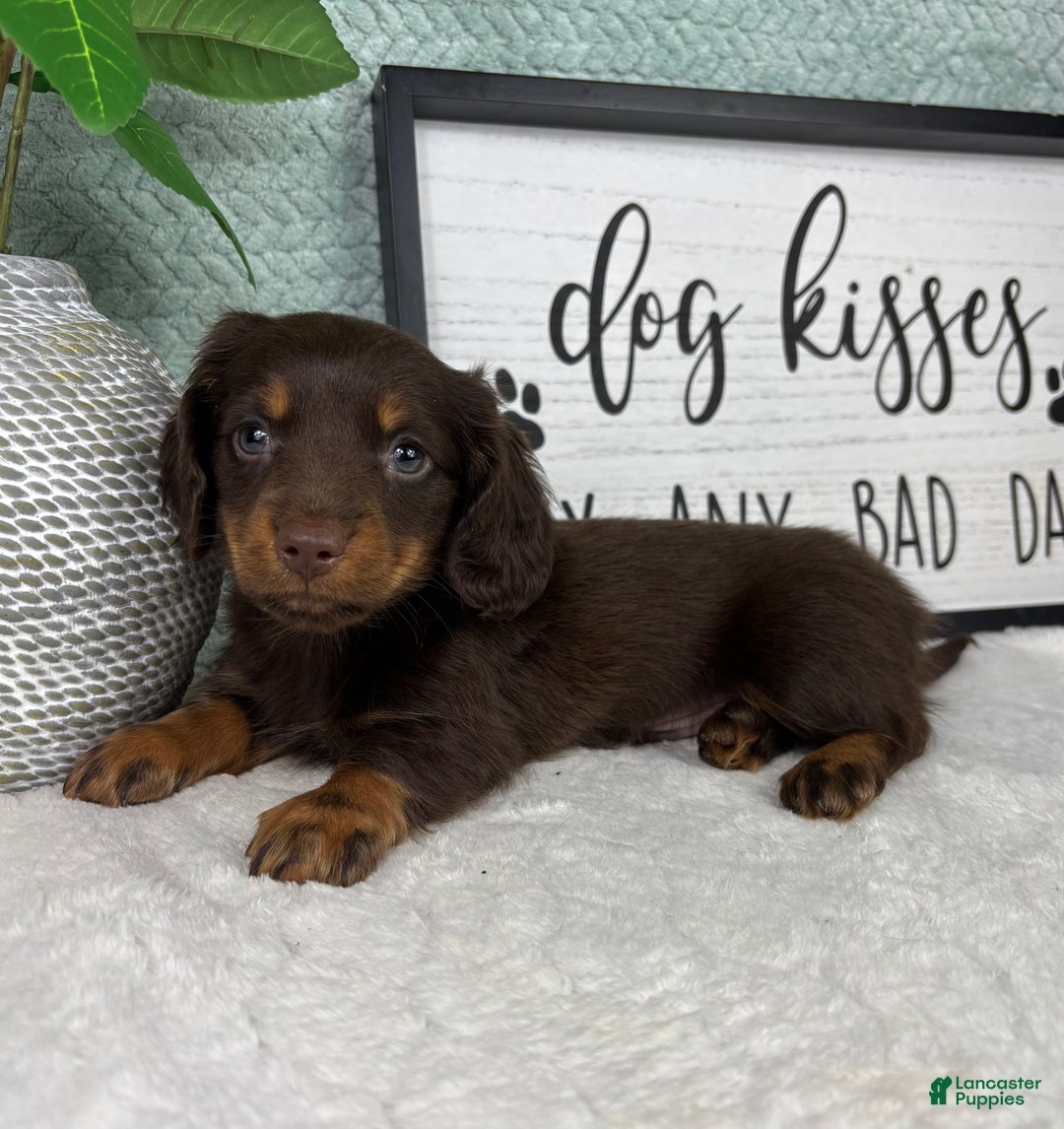 Miniature Dachshund dogs for sale: Drake - Ad 4