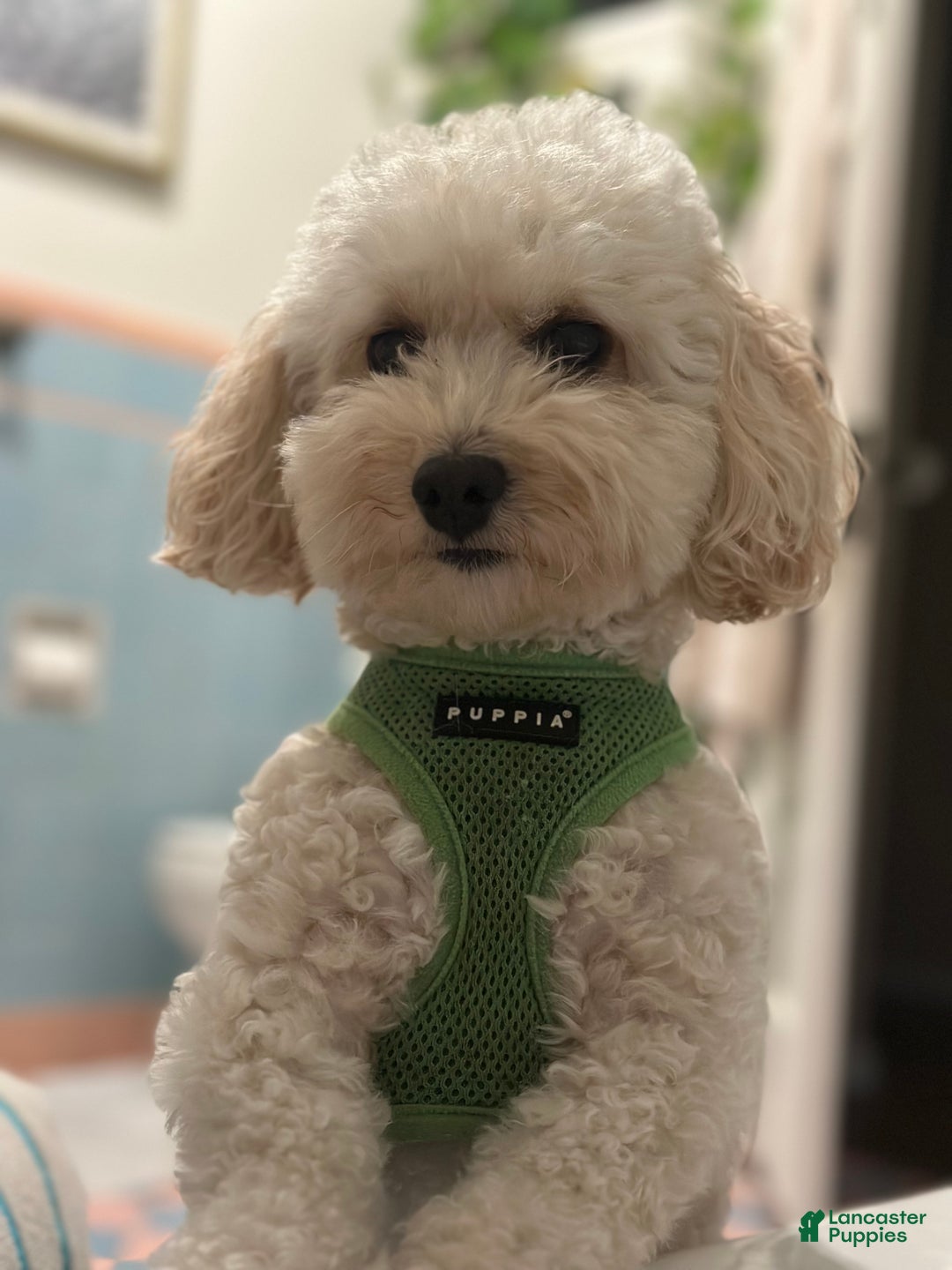 Bichpoo dogs for sale: Milly - Ad 3