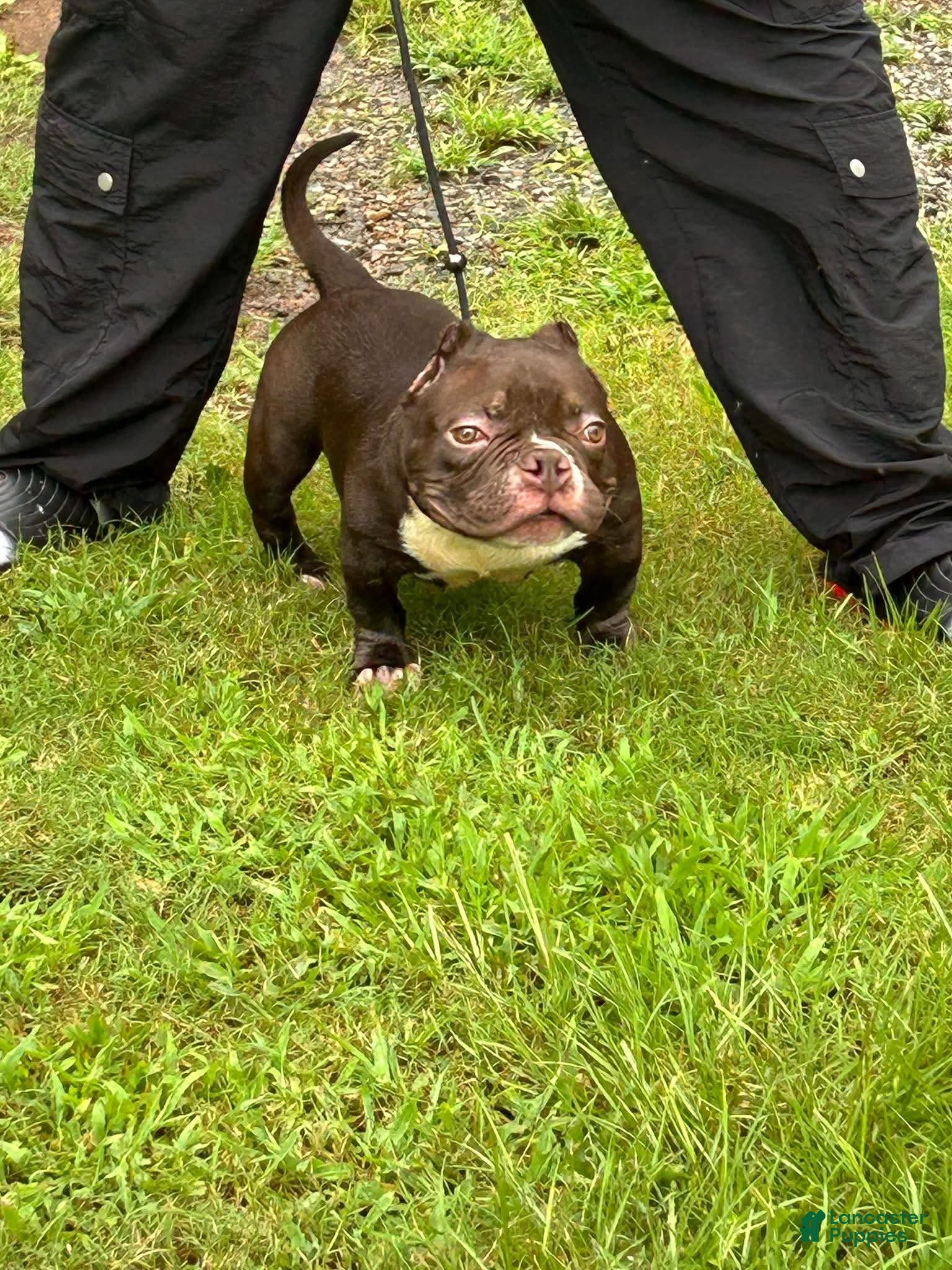 American Bully dogs for sale: Rolo - Ad 4