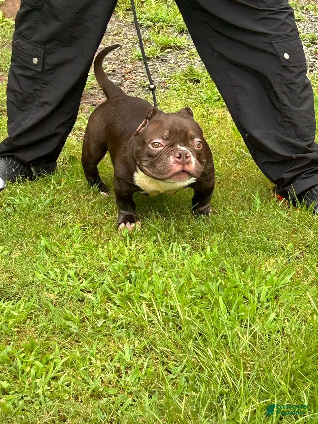 American Bully dogs for sale: Rolo - Ad 1