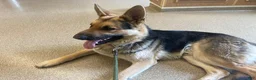 German Shepherd dogs for sale: Bear - Ad 18