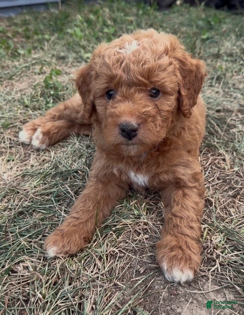 Mini Goldendoodle dogs for sale: Puprika - Ad 3