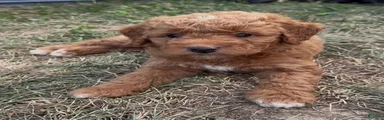 Puprika