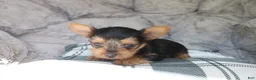 Yorkshire Terrier dogs for sale: Max  - Ad 4