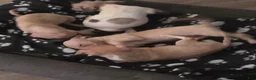 Chihuahua dogs for sale: Chihuahua 1 - Ad 3