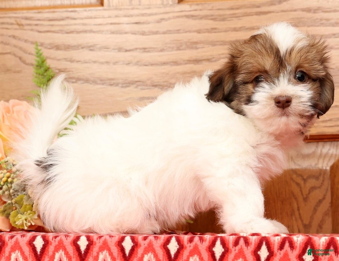 Havanese dogs for sale: Rex - Ad 5
