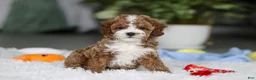 Cavapoo dogs for sale: Theo - Ad 3