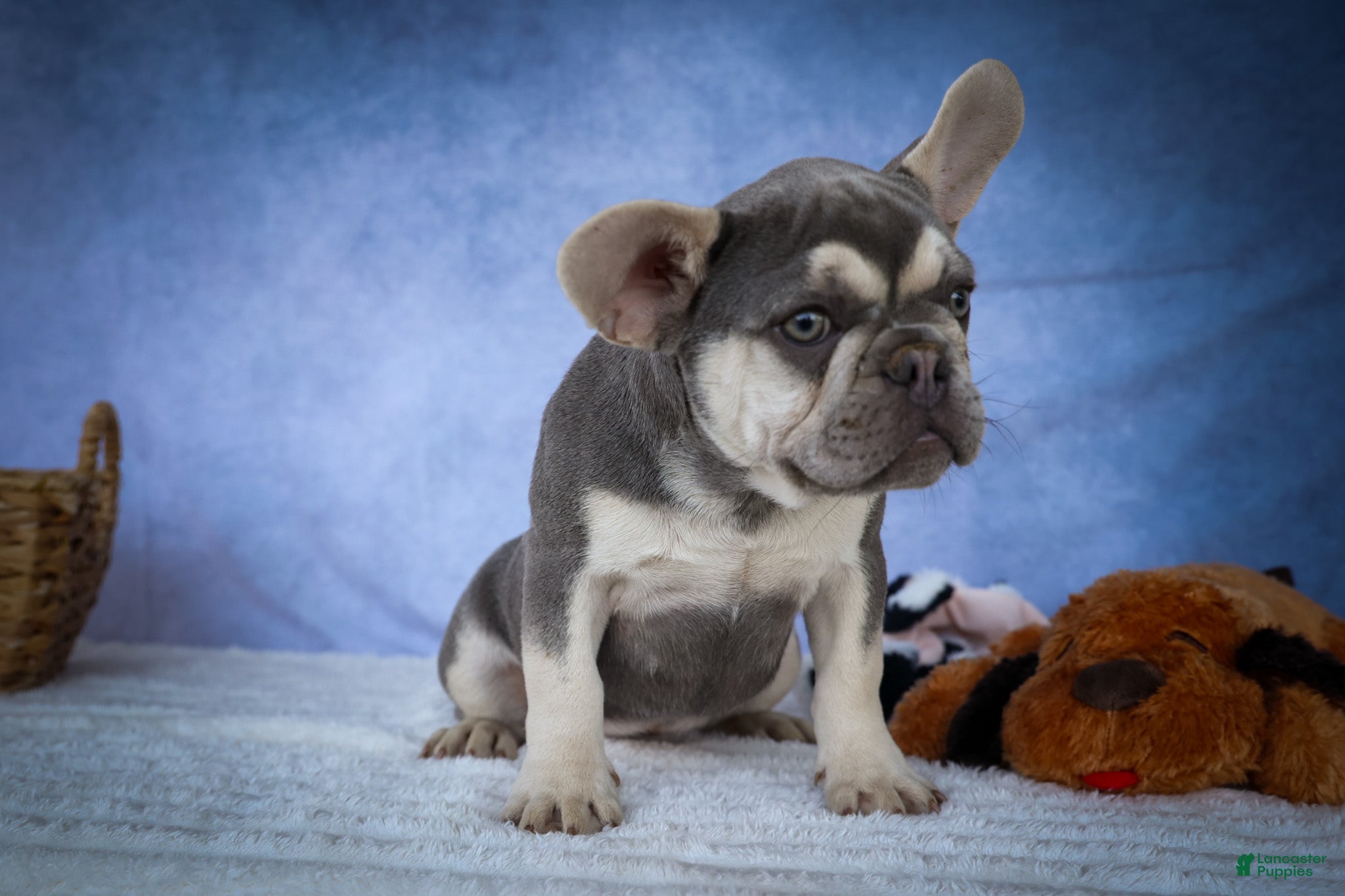 French Bulldog dogs for sale: Stella🌸 - Ad 1