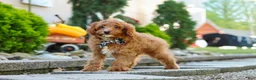 Cavapoo dogs for sale: Justin - Ad 1