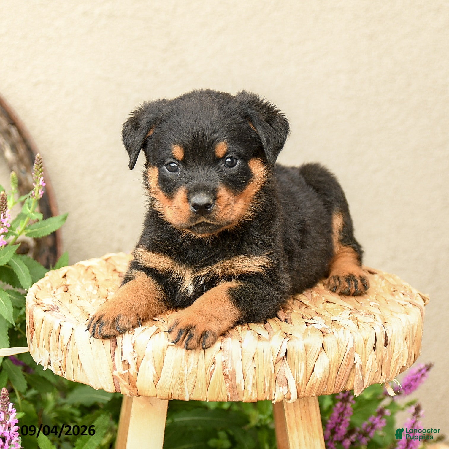 Rottweiler dogs Remi  - Ad 2