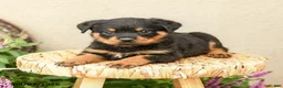 Rottweiler dogs for sale: Remi  - Ad 2