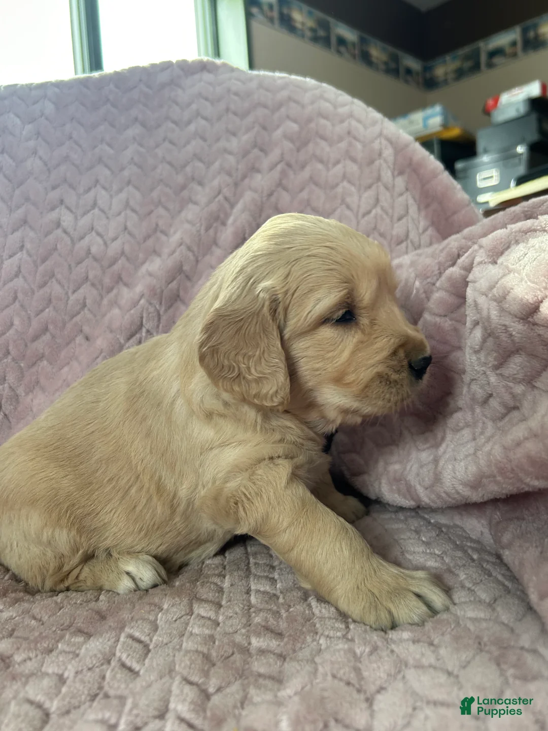 Golden Retriever dogs for sale: Muffin - Ad 13