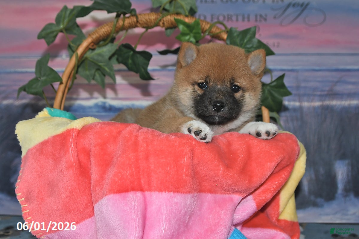 Shiba Inu dogs Daisy - Ad 2