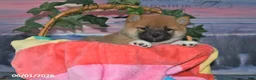 Shiba Inu dogs for sale: Daisy - Ad 2
