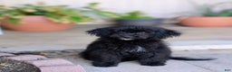 Miniature Poodle dogs for sale: Sirius  - Ad 3
